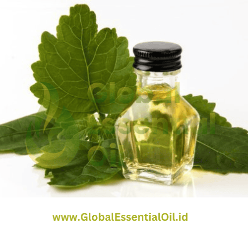 best patchouli essential oil manufacturer indonesia