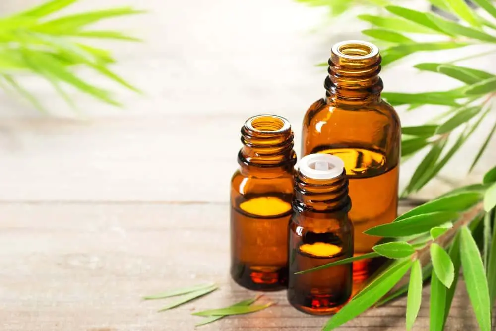 cajuput essential oil benefits